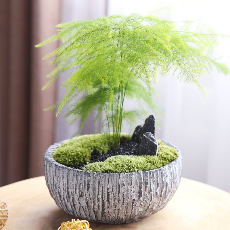 越养越吉利的三种花有哪些,玫瑰花老桩用大盆还是小盆栽培