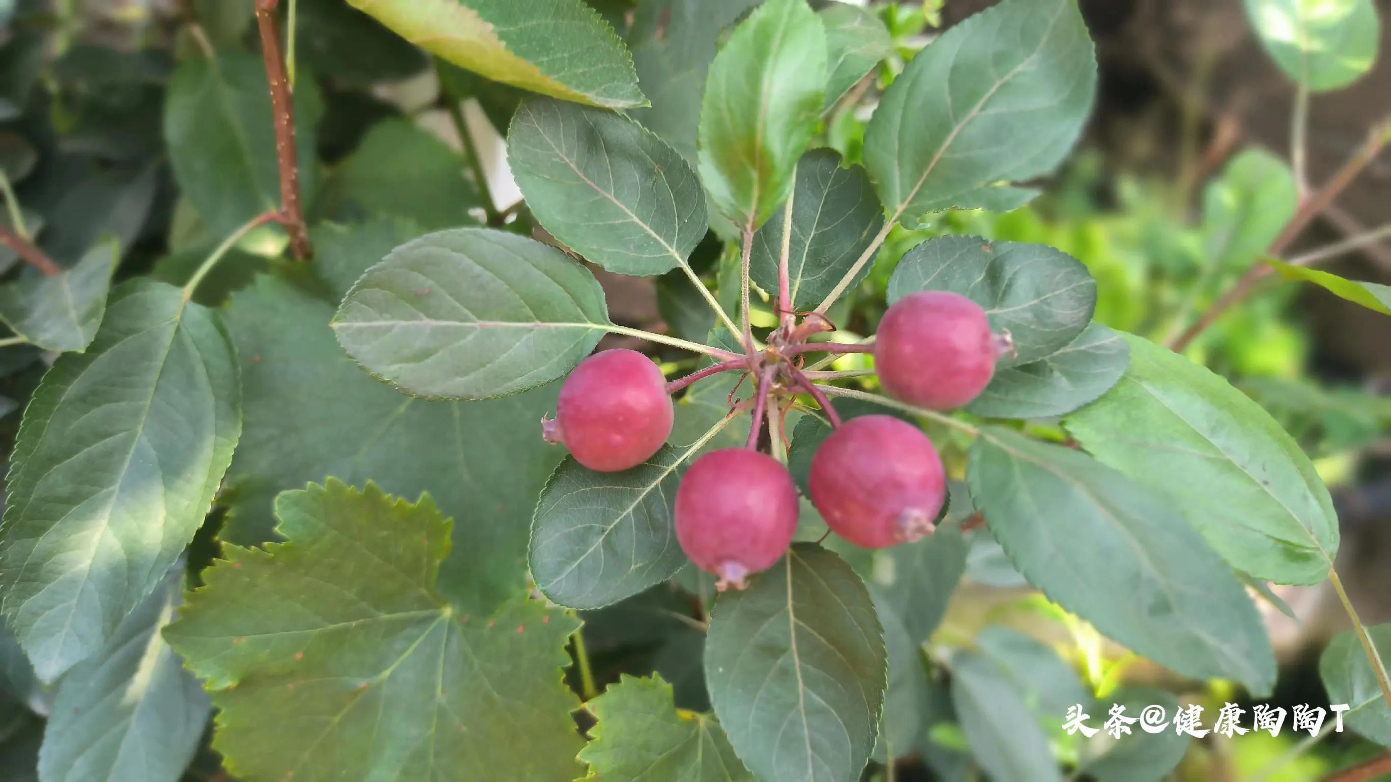 美丽的星期天小号音乐,美丽的星期天完整版