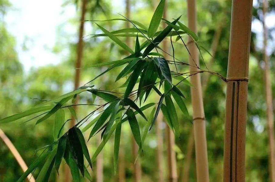 竹五绝诗,古诗五绝竹