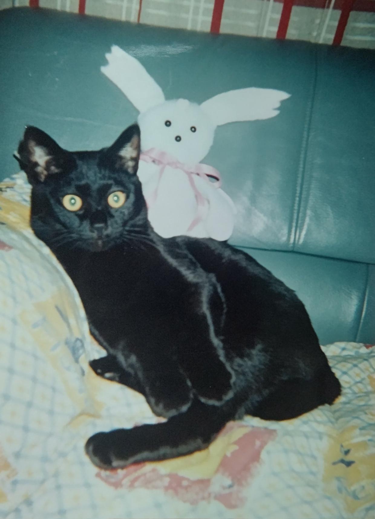 最长寿猫咪死亡,世界上最长寿的猫咪去世