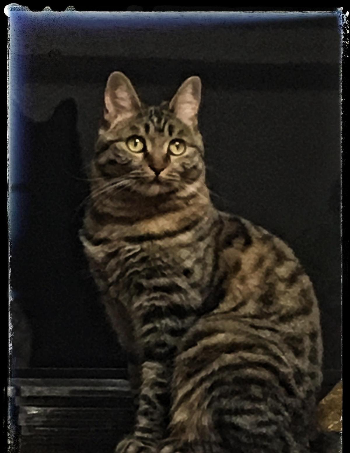 日寇犯下的暴行,侵华日军杀戮暴行