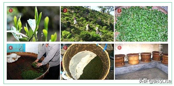 红茶茶艺入门,茶艺绿茶知识