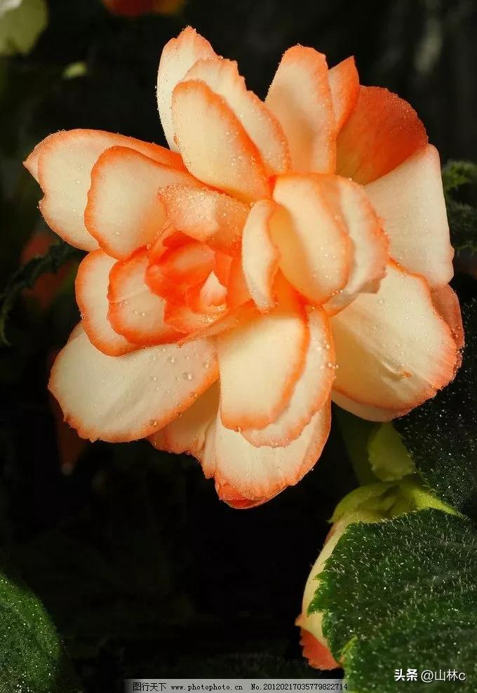 各种各样的鲜花尽情开放争芳斗艳,各种颜色的鲜花开得好美丽动人