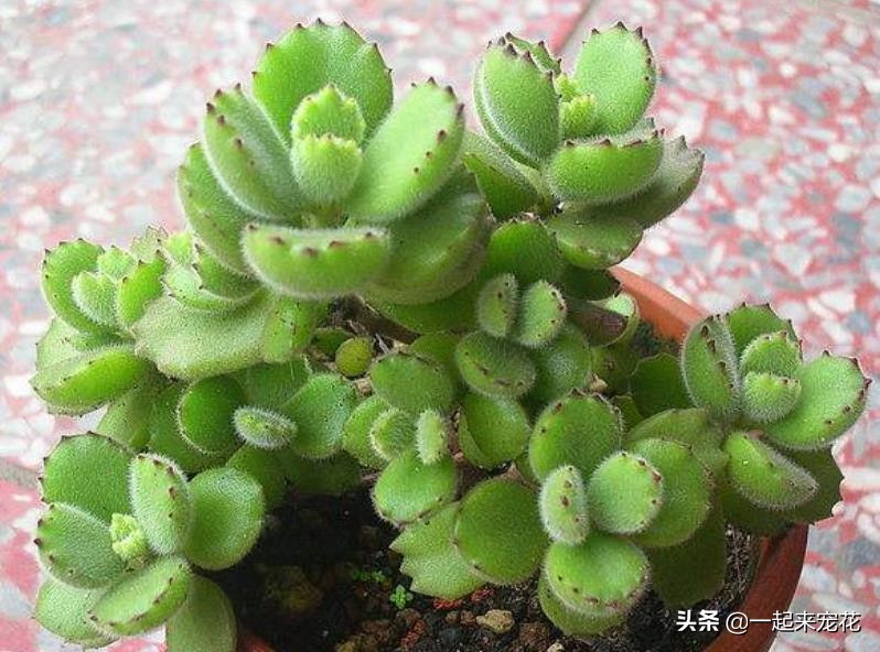 熊童子怎么样才能有红爪子,熊童子不长侧芽