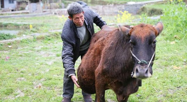 牛肚子胀气最快的解决方法视频,牛胀气怎么治疗最有效