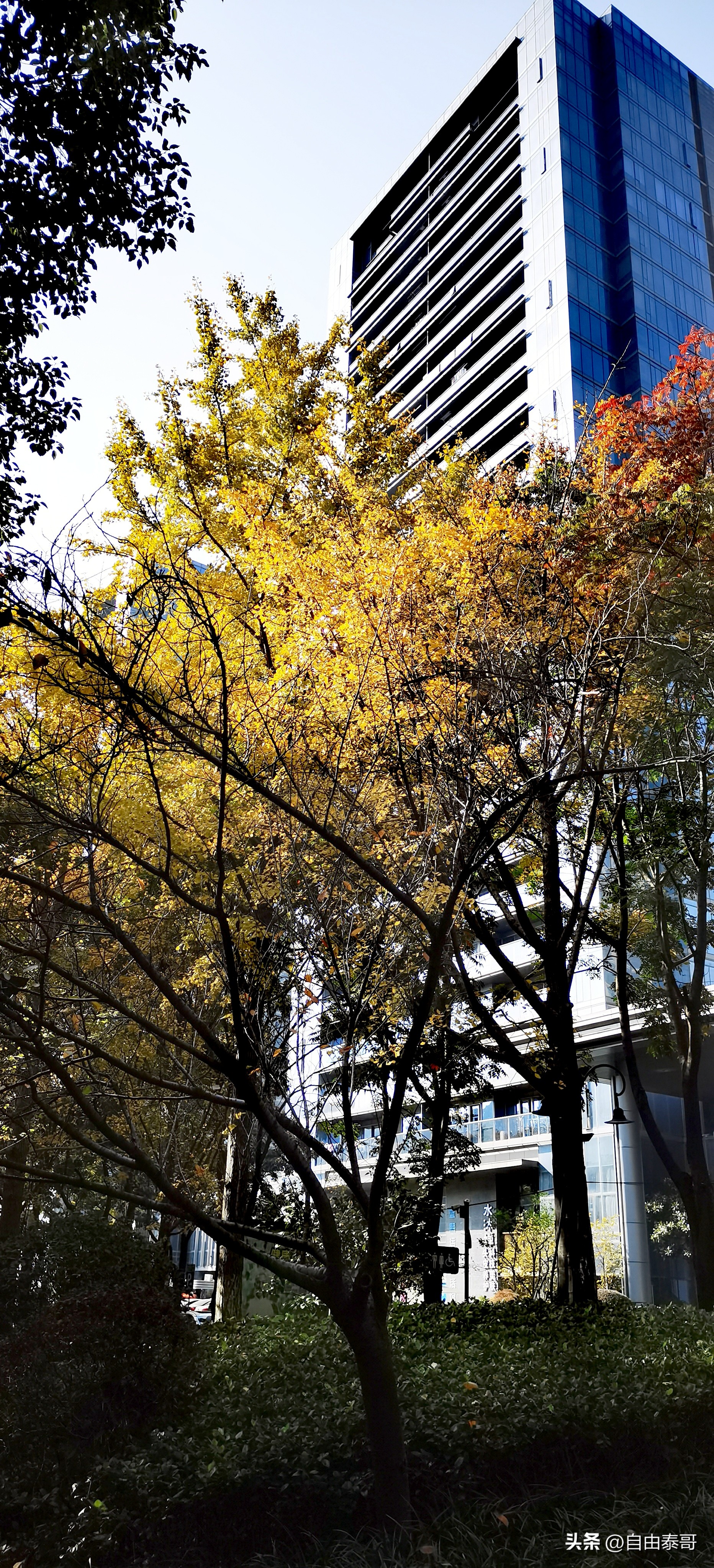 临平最大的亲水公园,临平最好公园排名