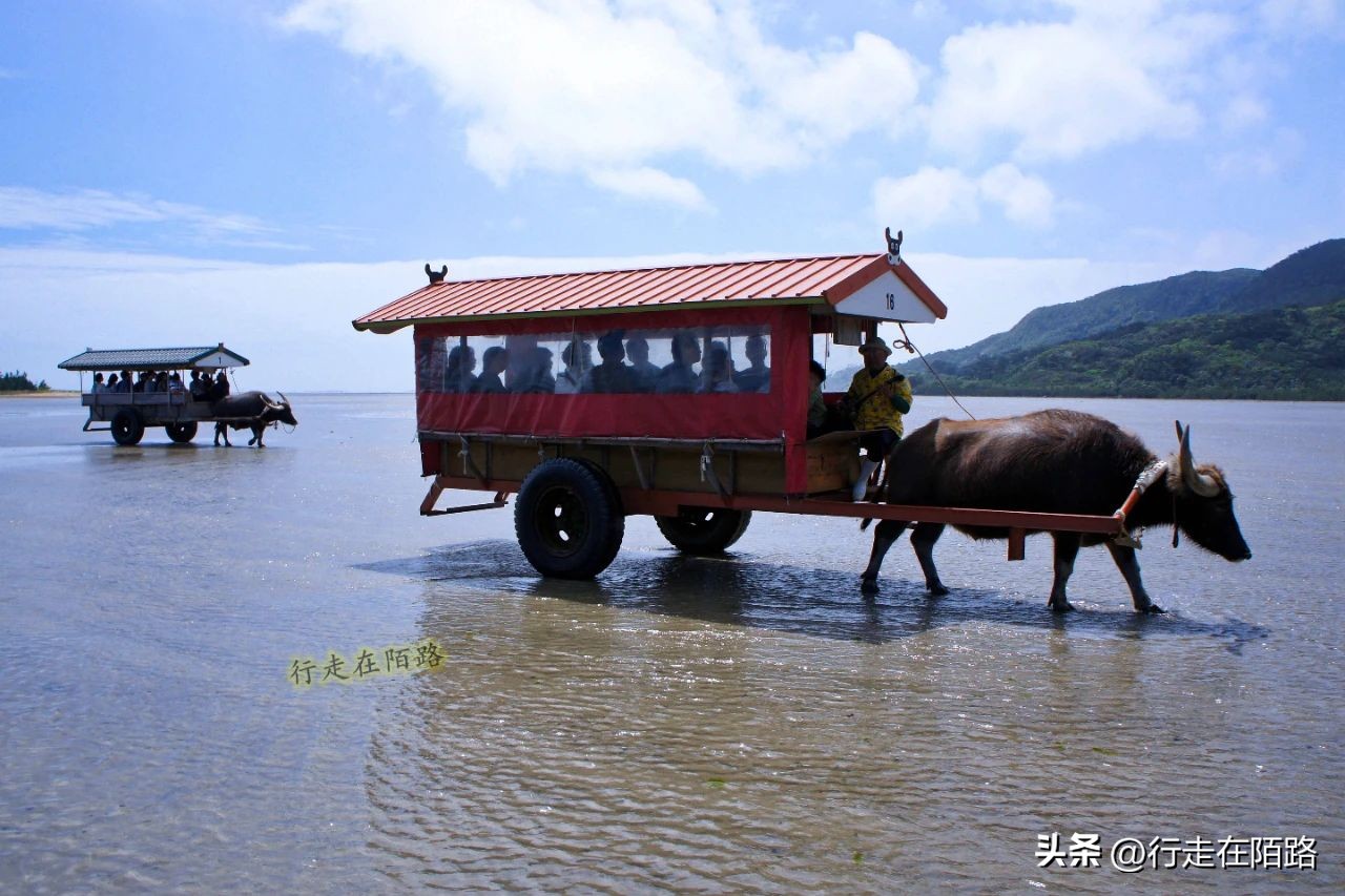 琉球竹富岛：红瓦屋顶石狮镇宅，小葱豆腐长命百岁