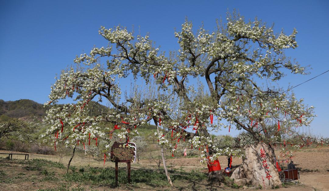 抚顺春季赏花,抚顺踏青赏花攻略