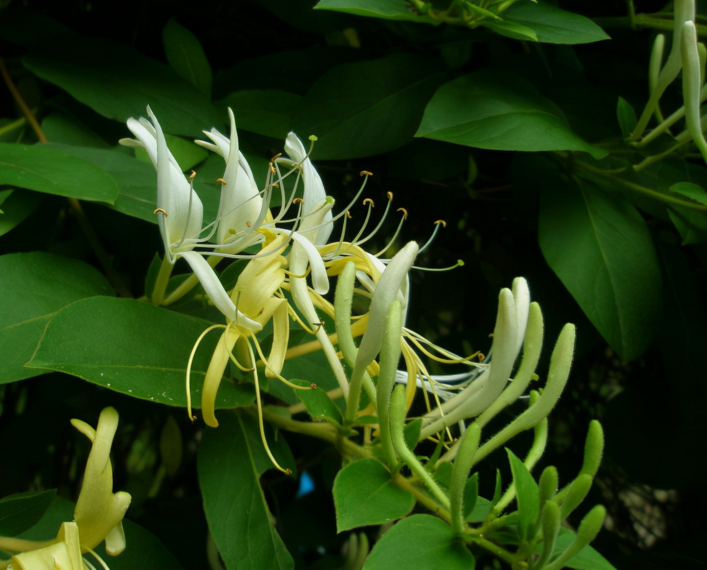 适合春季赏花的花,视觉盛宴五种赏花名花供您选择
