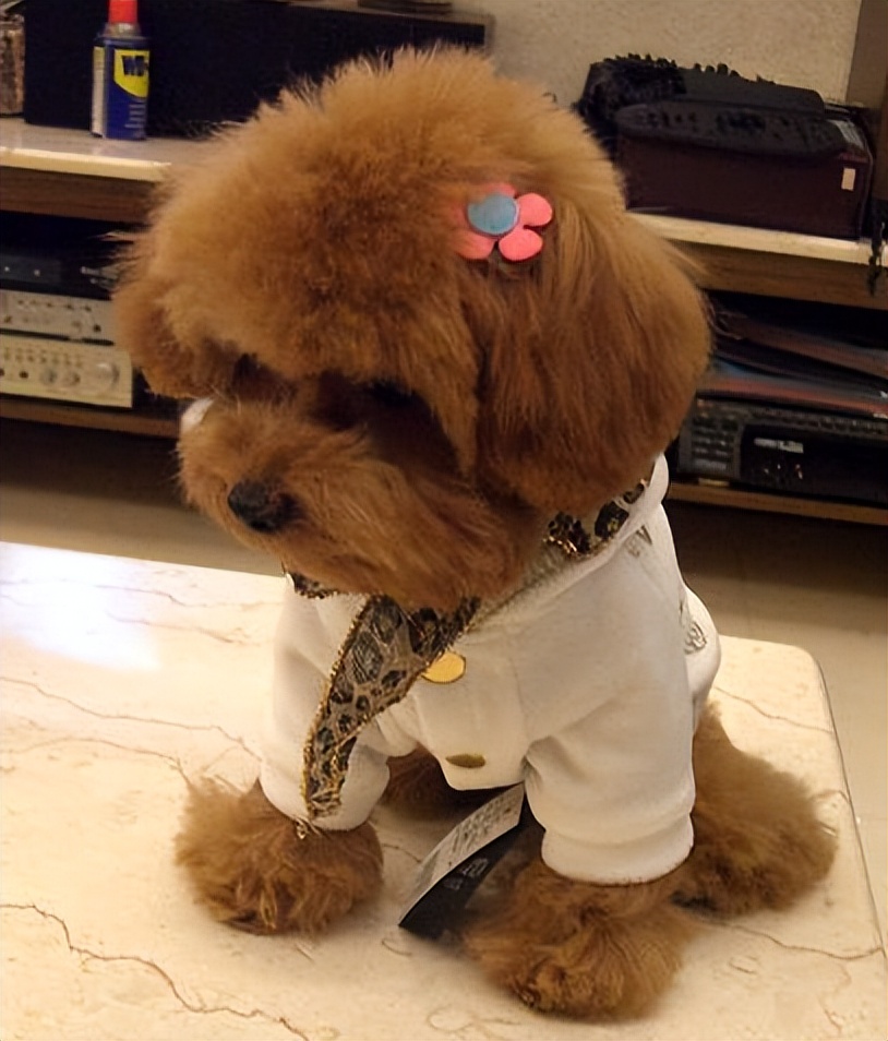 泰迪基本常识,泰迪一个月吃什么