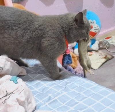 蓝猫捕猎报恩,抓了只活的硕鼠回家,网友:头一次看品种猫这么强