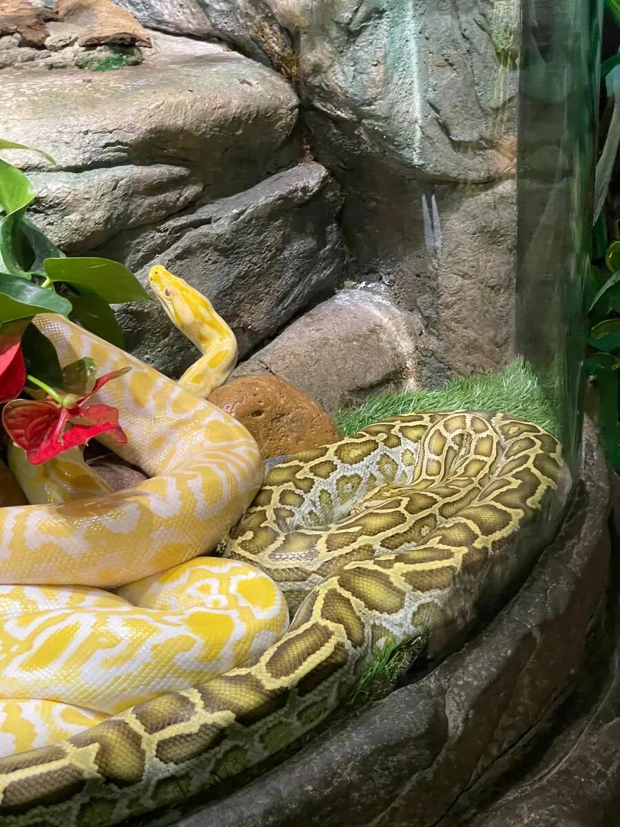 广州长隆野生动物世界有大象吗,广州长隆野生动物世界有多少动物