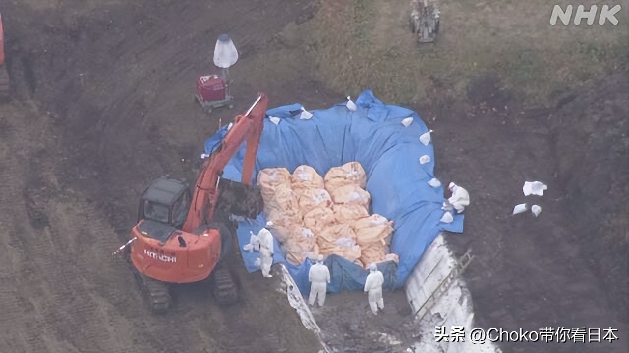 日本禽流感最新事件,欧洲禽流感会导致鸡蛋价格上涨吗