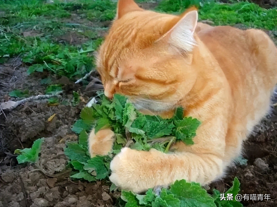 养猫有什么办法驱蚊子,养猫不可以用蚊香怎么驱蚊