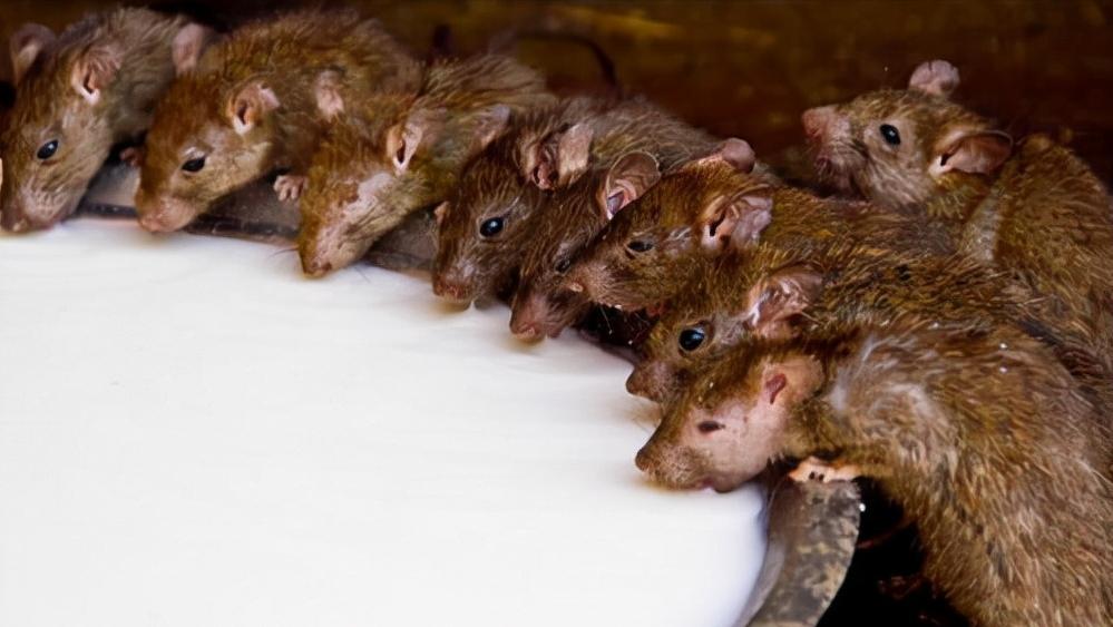 鼠王被抓叫来老鼠报复咬人,老鼠爬到床上为什么还会咬人