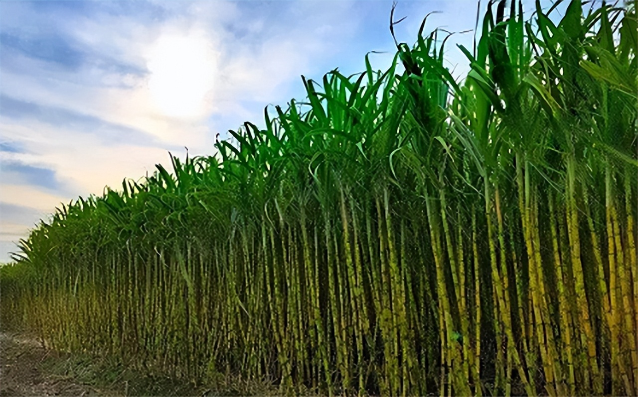 中国经济大发展，从巴西装1亿2000万斤白糖回国，印度要羡慕了