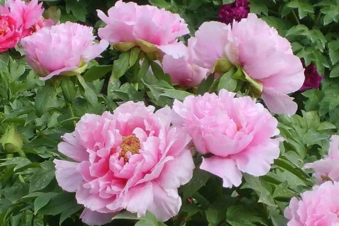 牡丹花的花语和象征意义,牡丹花的花语和寓意和象征是什么