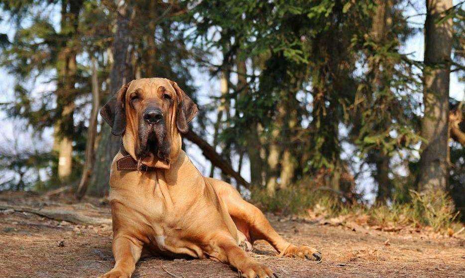 胆子大的猛犬,胆子小的猛犬