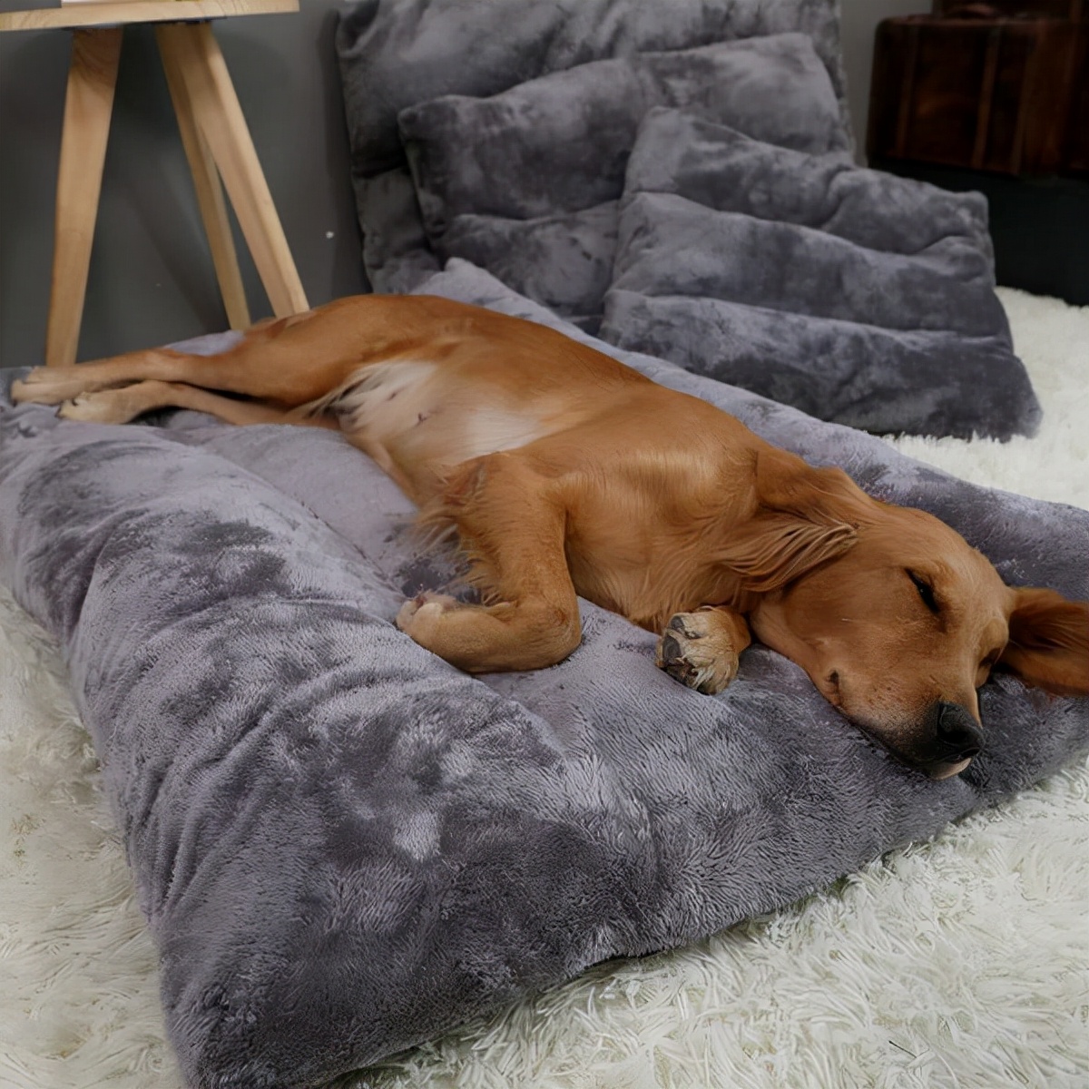 怎么样饲养狗狗肥得快,如何饲养狗狗