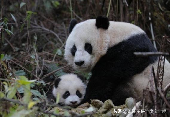 大熊猫草草引种成功了么,大熊猫草草野外引种几次