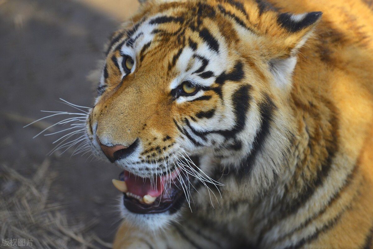 我命由我不由天做真实的自己,愿本命年的自己顺风顺水