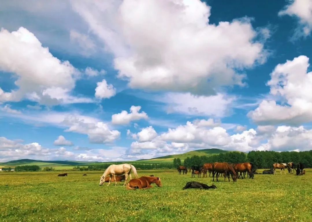 内蒙呼伦贝尔游攻略,呼伦贝尔旅游攻略大全图片