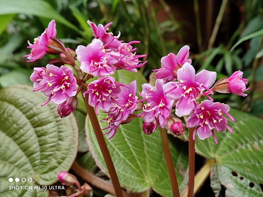 最厉害植物名称大全,5种类型植物名称