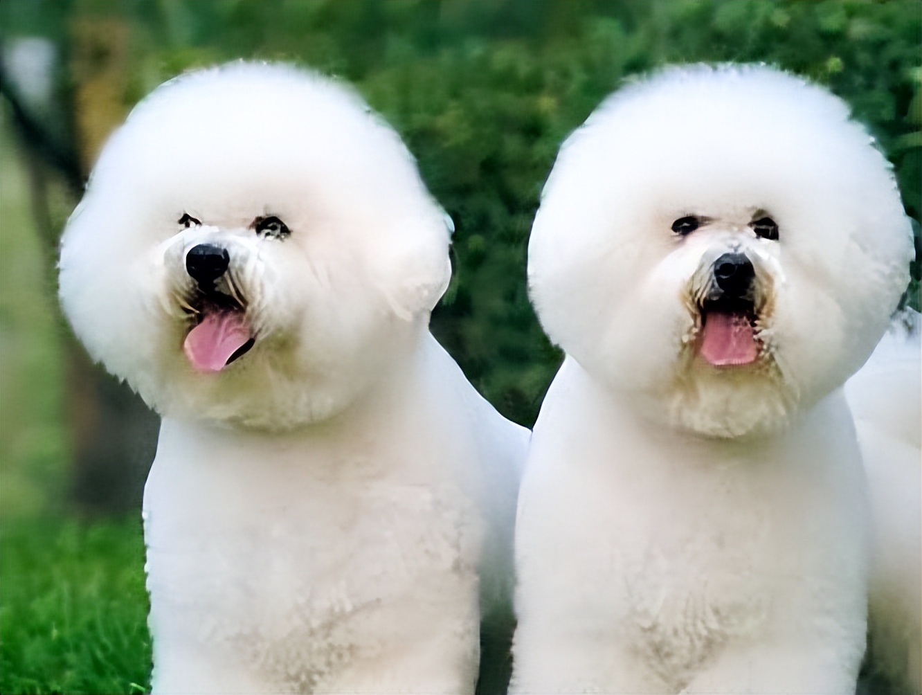 比熊泪痕严重怎么才能治好呢,比熊泪痕怎么消除最快