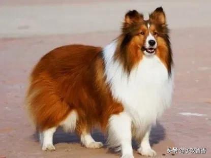 宠物狗应该怎么养详细介绍科普,宠物狗喂养及训练方法有哪些