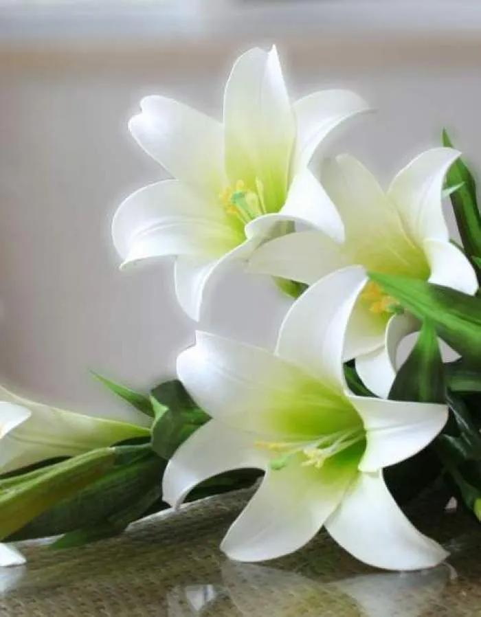 雪白的百合花,纯洁的百合花习作