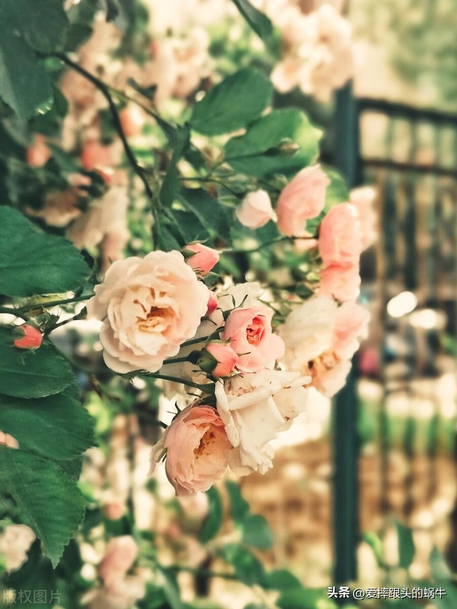 生如夏花灿烂的时候,生如夏花绚烂绽放歌曲视频