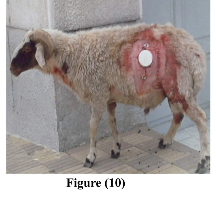 美国养殖牛为什么在牛身上开个洞,美国人养牛在牛肚子里开个大洞
