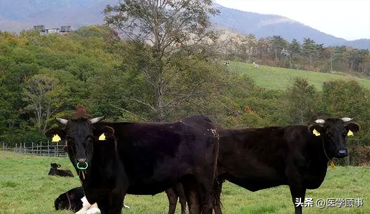 生鲜牛肉哪个品牌的好,牛肉品牌排行榜前十名