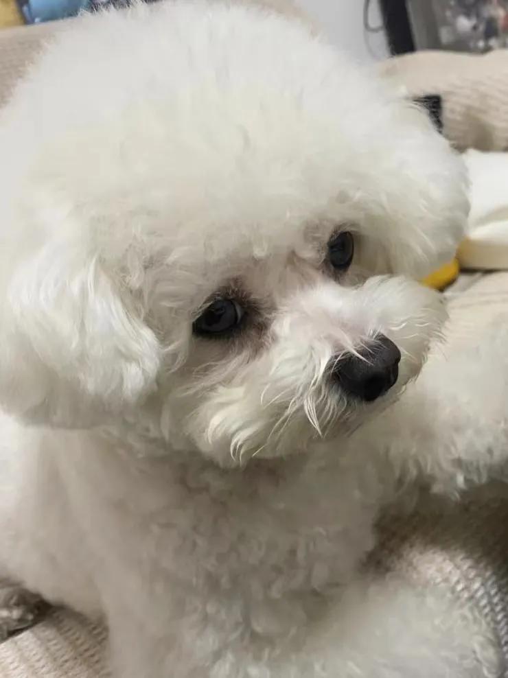 比熊能不能吃太饱,比熊暴饮暴食