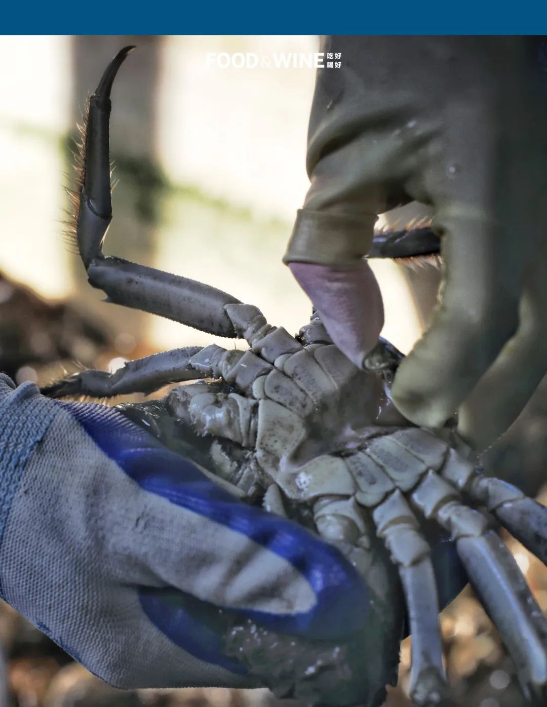 高邮湖的螃蟹怎么样,高邮湖螃蟹多少钱一斤