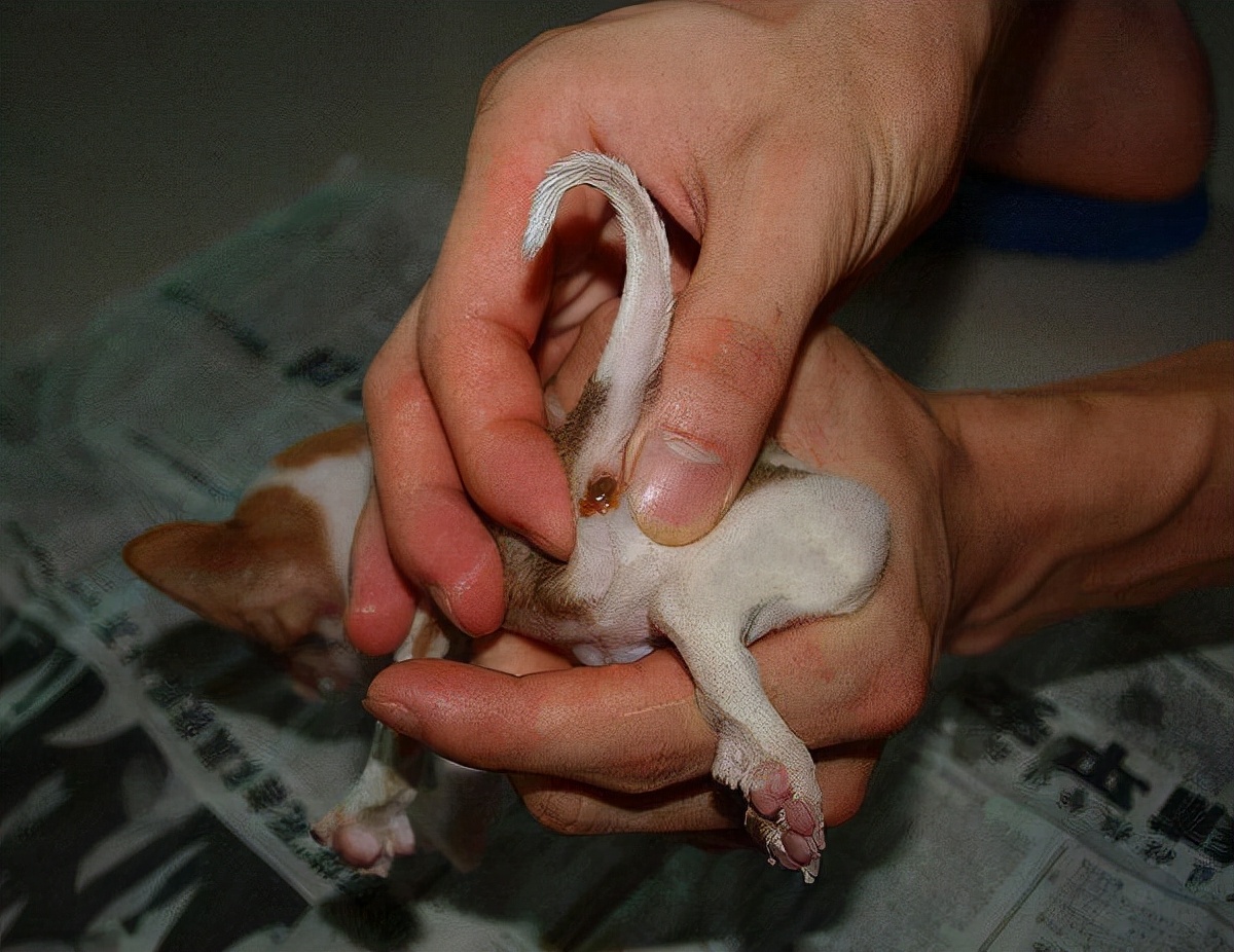 家里养狗狗有臭味去除小妙招,家里除狗臭味用酒精