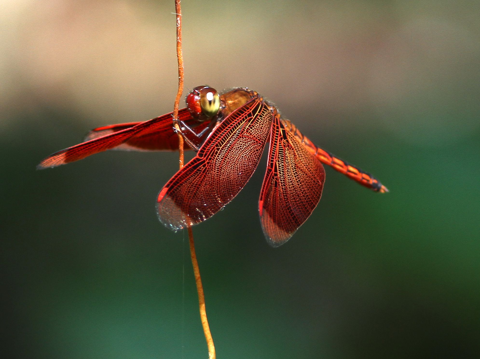 蜻蜓为什么能活过四次大灭绝,为什么现在很少见成群的蜻蜓