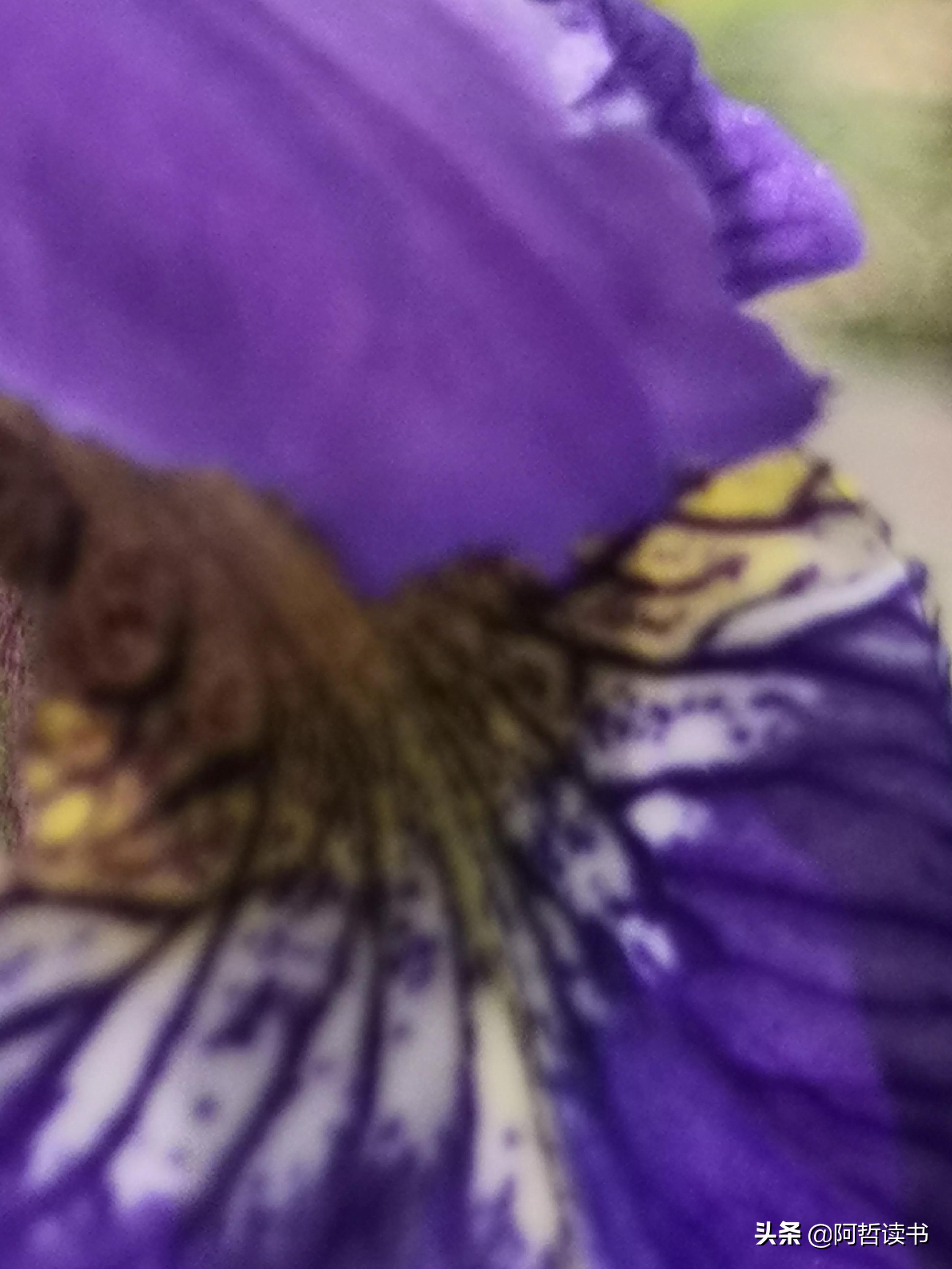 婀娜多姿鸢尾花,鸢尾花婀娜多姿