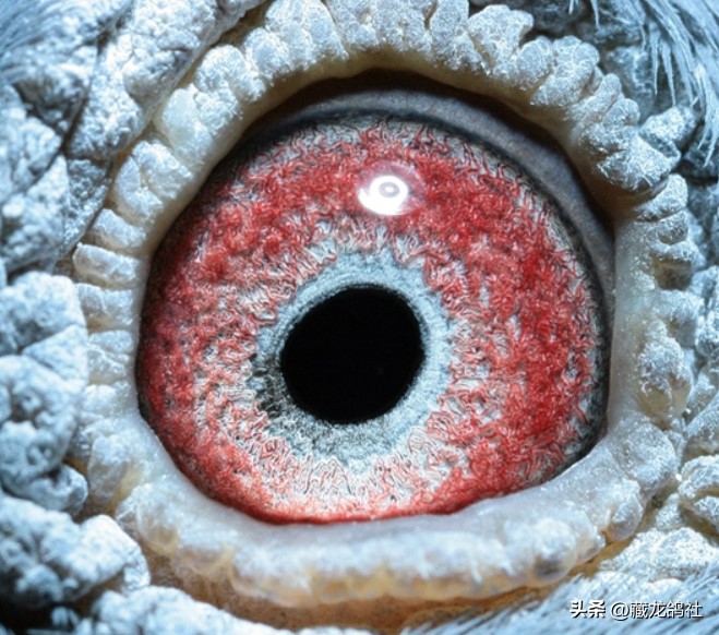 鸽友总结的鉴鸽口诀,美国鸽友