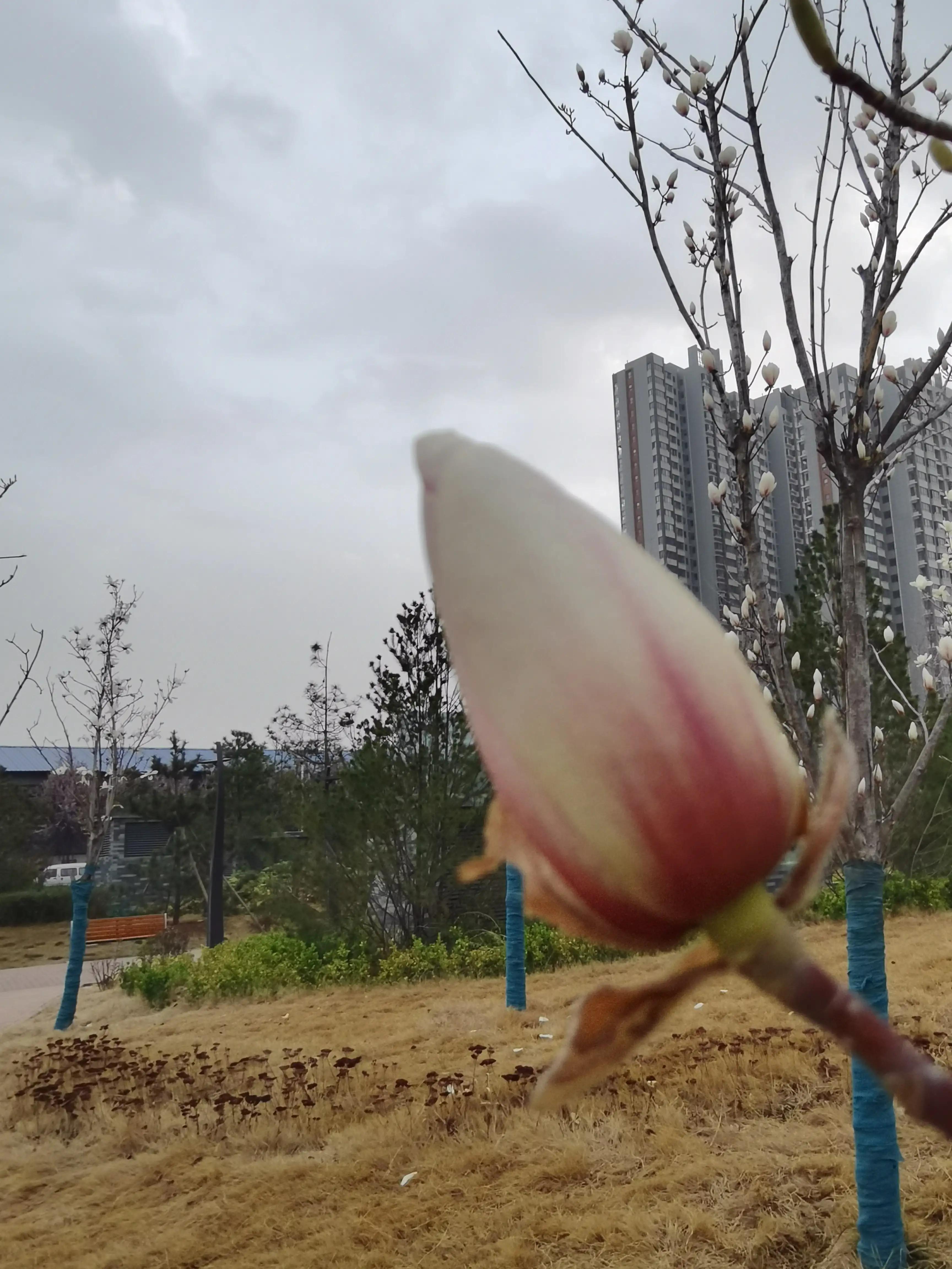 玉兰花的花语视频,玉兰花的花语微博