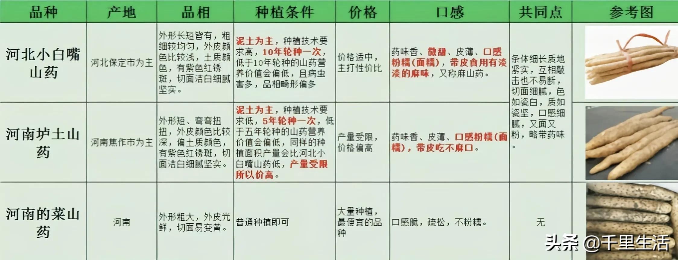 河北小白嘴山药多少钱一斤,新鲜品质正宗小白嘴山药