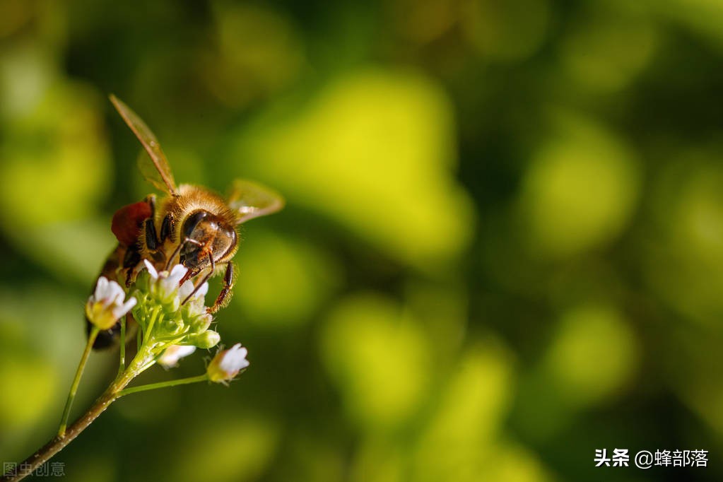 蜂王浆有吸引蜜蜂的吗,蜂王浆对蜜蜂有作用吗