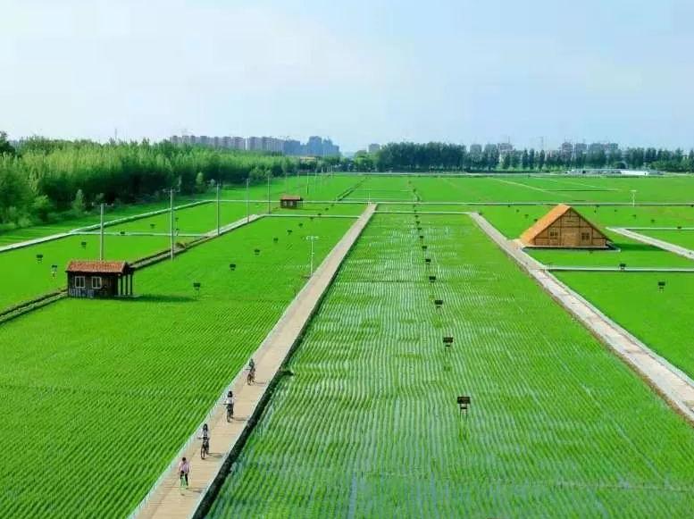 农业可持续性发展的理论与实践,农业技术创新推动农业现代化发展