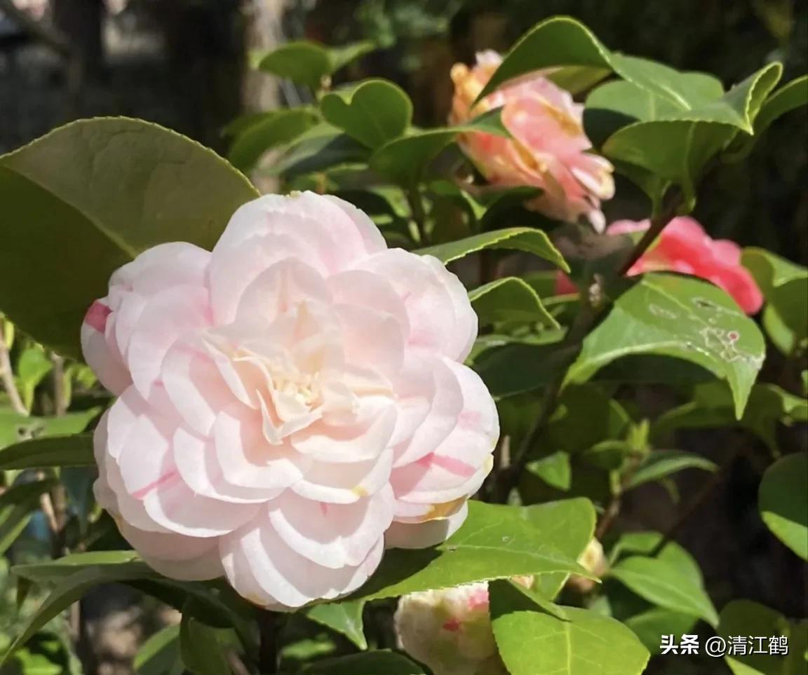 农作物最佳施肥时间和方法,作物长得不旺怎么办