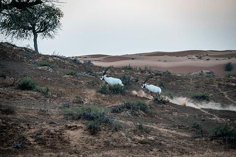 阿联酋丽思卡尔顿,阿联酋野奢帐篷
