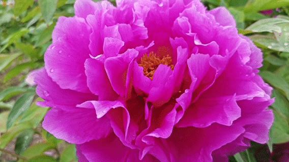 三生三世十里花开，你准备好赏花姿势了吗！