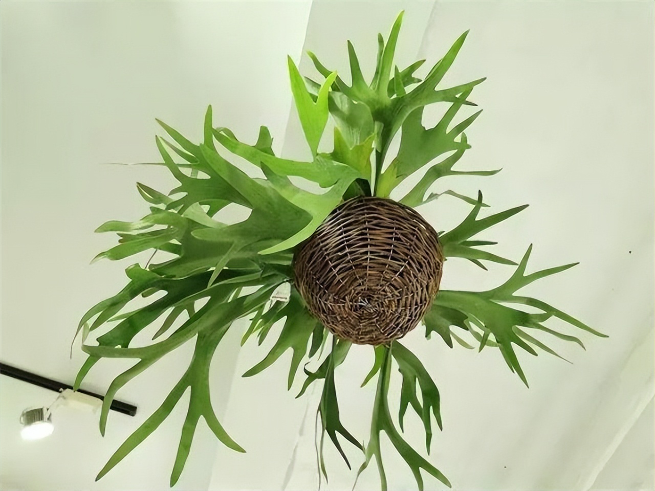 好养的喜阴花有哪些室内,最适宜室内养殖喜阴的花