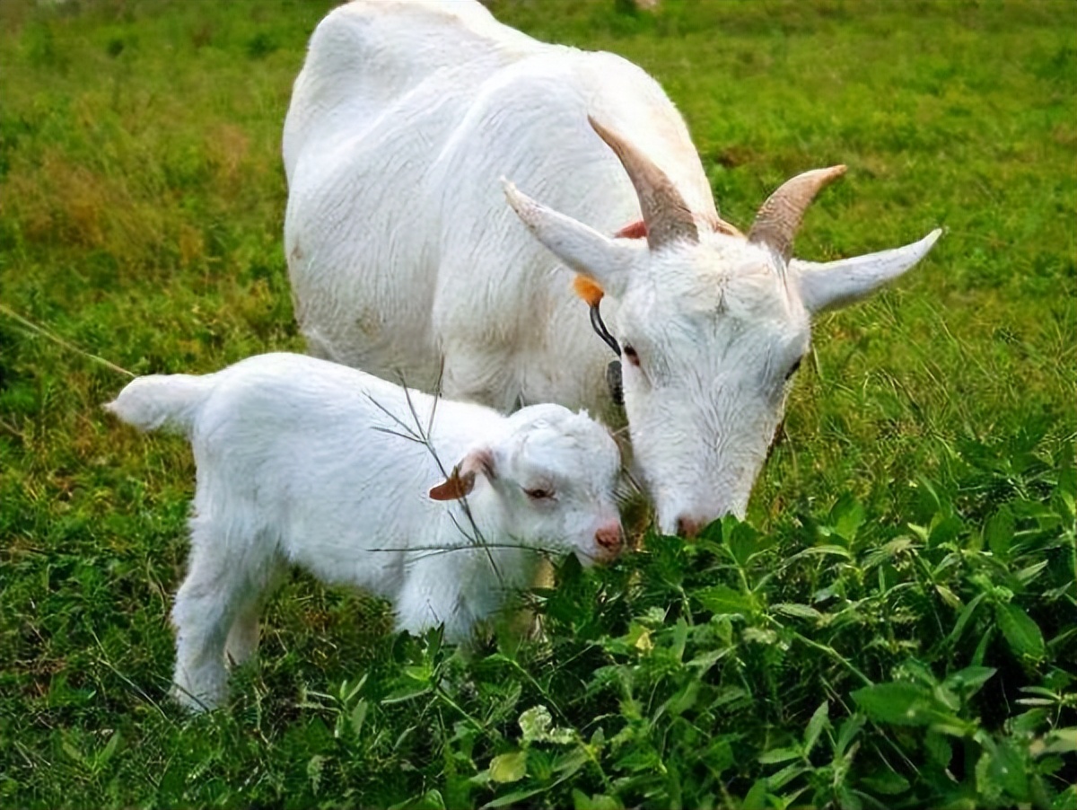 母羊奶水不够怎么给小羊补奶,母羊下崽没有成功奶水多怎么办
