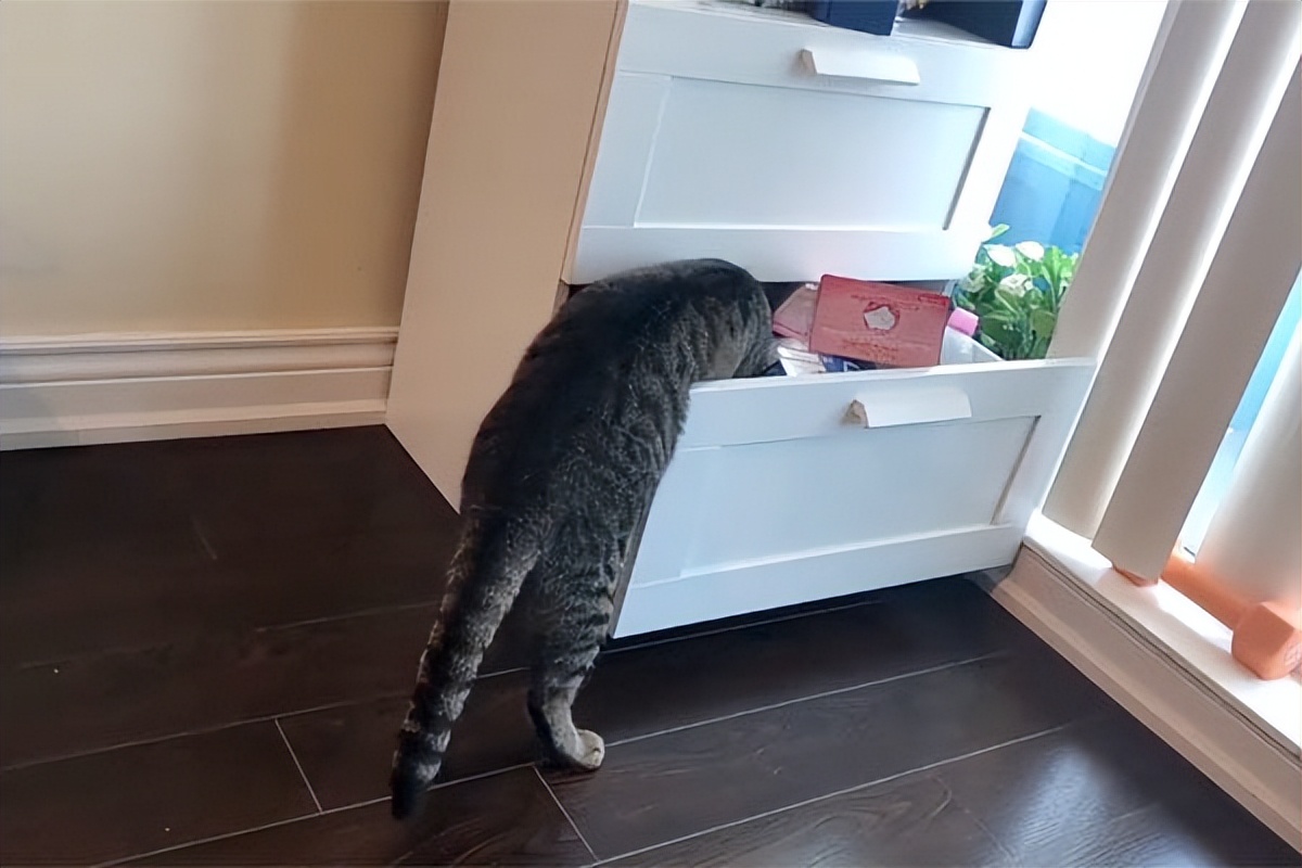 猫咪和人类相处得很好的原因,当猫和人类一起生活久了