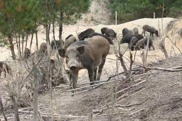 野猪养殖技术资料有哪些,3万元的野猪养殖技术